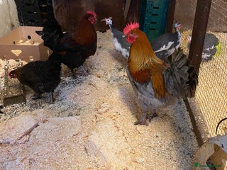 Chickens poultry French copper black and blue Marans cockerel - Advert 1