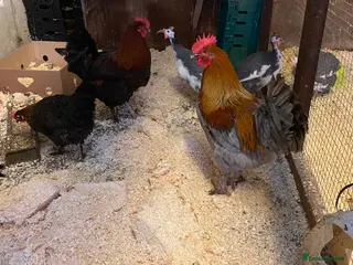 Chickens poultry French copper black and blue Marans cockerel - Advert 5