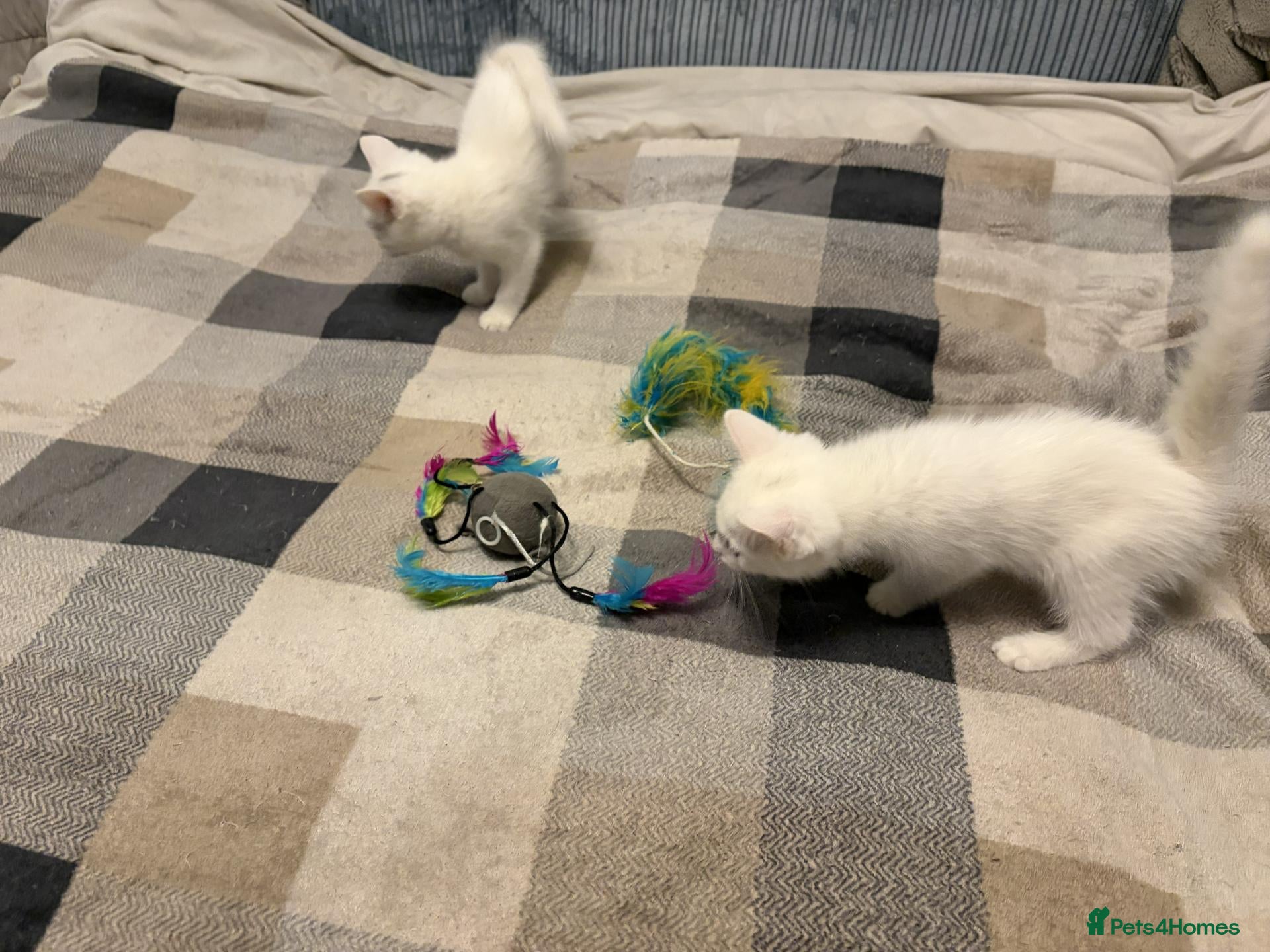 Mixed Breed cats Adorable White Ragdoll Cross Kittens For Sale - Advert 6