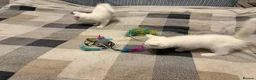 Mixed Breed cats for sale: Adorable White Ragdoll Cross Kittens For Sale - Advert 1