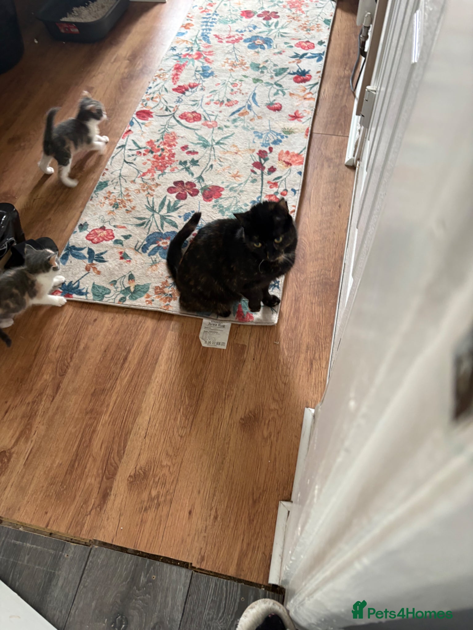 Mixed Breed cats 2 boy kittens ready  - Advert 1