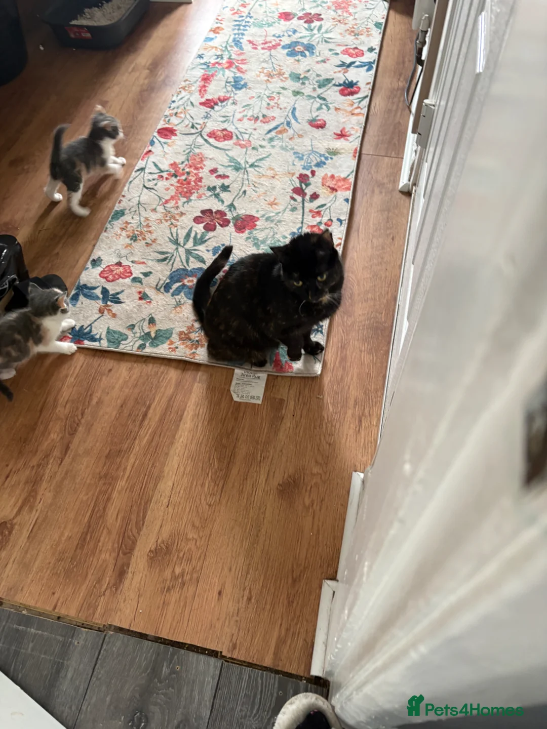 Mixed Breed cats for sale: 2 boy kittens ready  - Advert 1