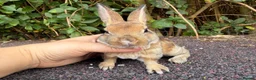 Rex rabbits for sale: 3 x stunning mini rex babies for reserve  - Advert 16