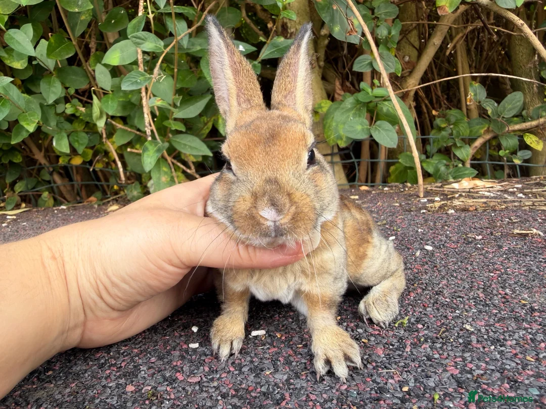 Rex rabbits for sale: 3 x stunning mini rex babies for reserve  - Advert 16