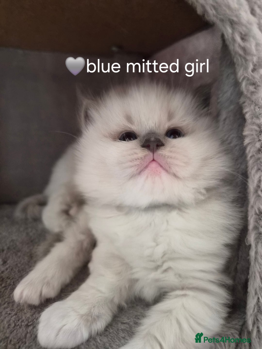Ragdoll cats for sale: 5 GCCF Pedigree Ragdoll kittens for sale - Image 8