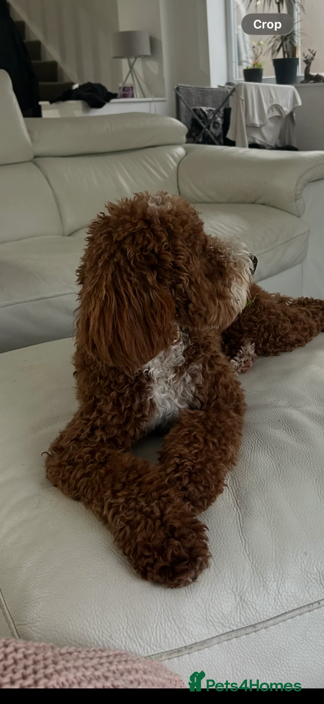 Cavapoo dogs for sale: F1b Cavapoo 10 months old  - Advert 4