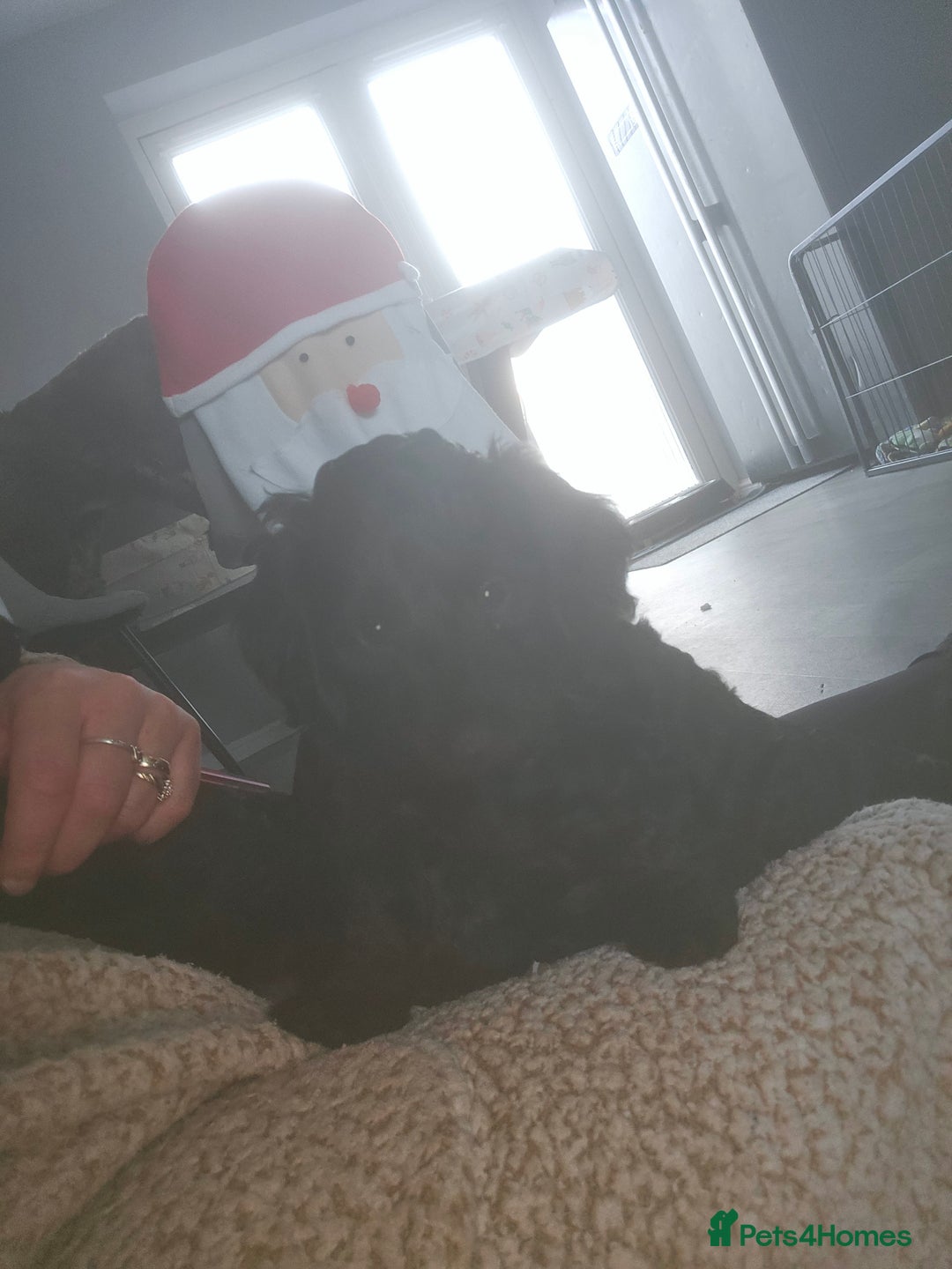 Cockapoo dogs for sale: TOY F1B COCKPOOS - Advert 5