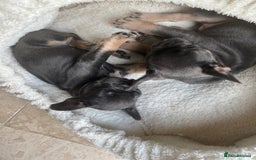 French Bulldog dogs for sale: Adorable Purebred Female French Bulldogs Ready! - Advert 5