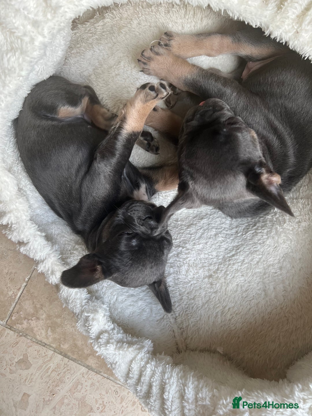 French Bulldog dogs for sale: Adorable Purebred Female French Bulldogs Ready! - Advert 5