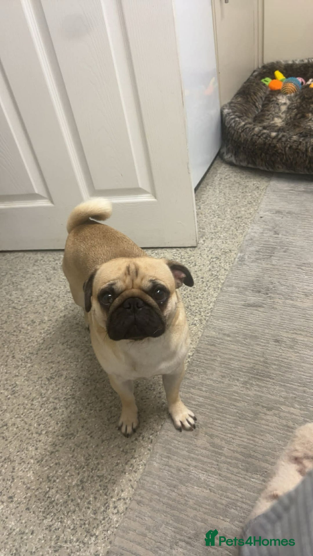 Pug dogs for sale: Pug male - Advert 2