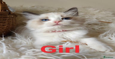 Ragdoll cats - Advert 10