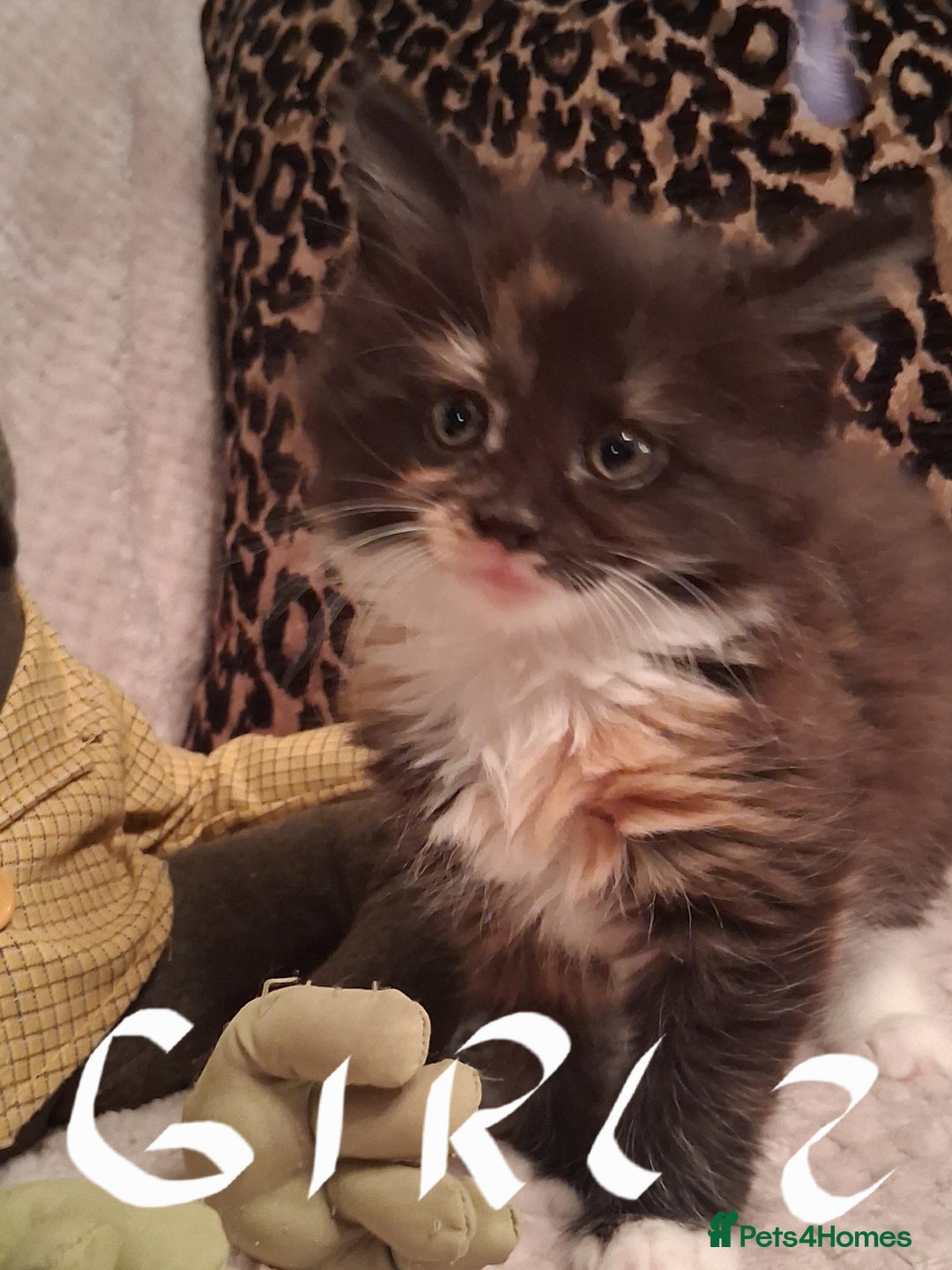 Maine Coon cats for sale: Beautiful Maine Coon kittens  - Advert 14