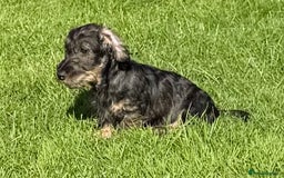 Dachshund dogs for sale: Standard Wire Haired Dachshunds - Image 27