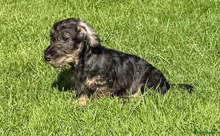 Dachshund dogs - Advert 1