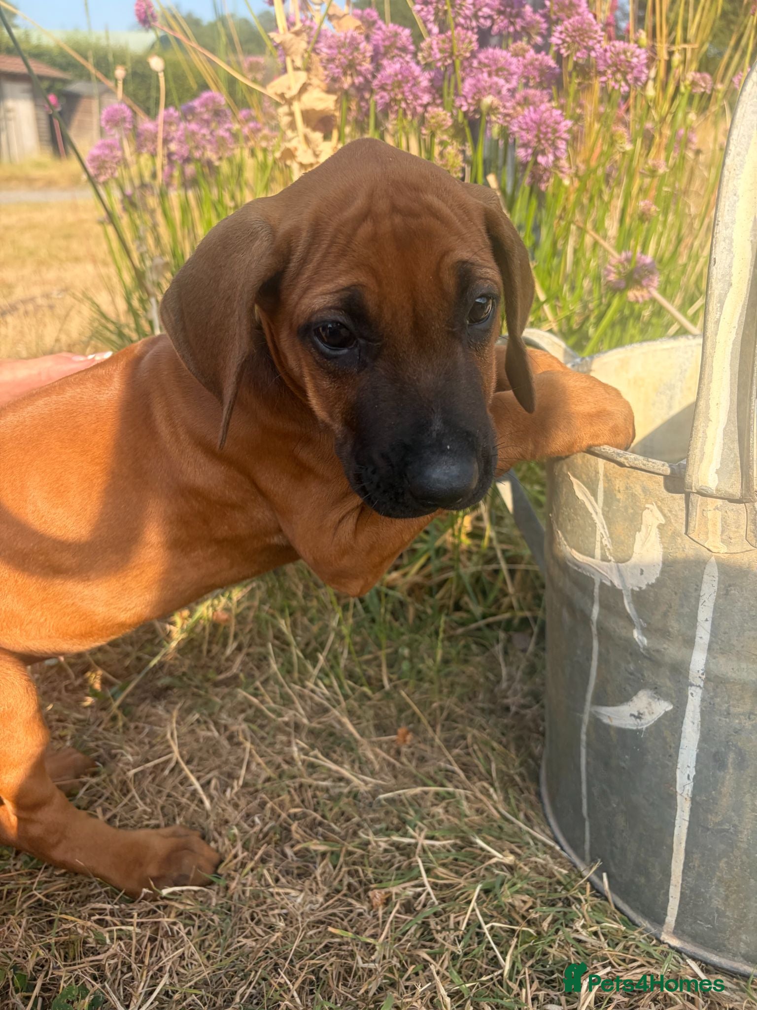 Rhodesian Ridgeback dogs Rhodesian Ridgebacks Ready to go - Advert 3
