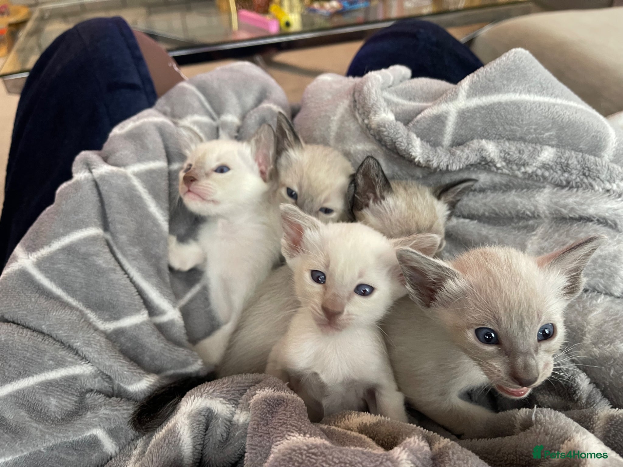 Siamese cats for sale: Traditional Siamese Kittens – 5 Available - Advert 1