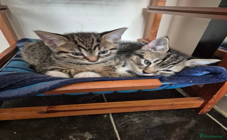 Mixed Breed cats - Advert 1