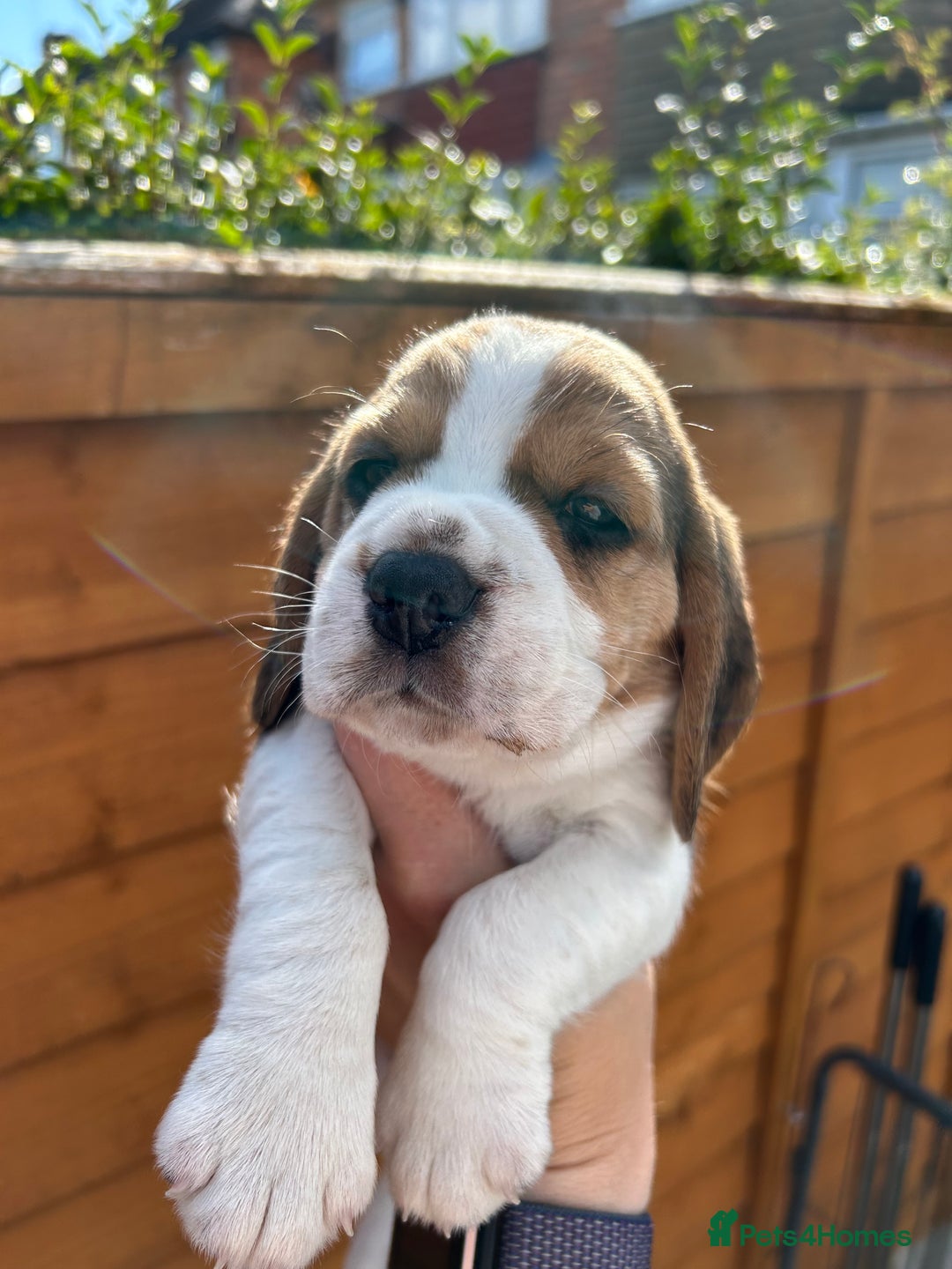 Beagle dogs for sale: Only 1 boy KC Registered Top Quality Beagle Puppy - Image 17