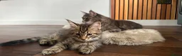 Maine Coon cats for sale: Beautiful Maine Coon Kittens for Sale - Advert 7