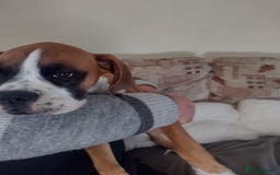 Boxer dogs for sale: 1 boy and 1 girl boxer available - Image 8