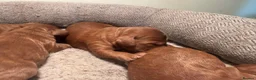 Cockapoo dogs for sale: Dark Fox red F1 toy / show cocker health tested - Advert 9