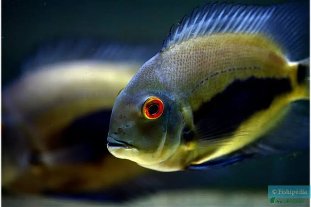 Cichlids fish for sale: CichlidS  - Advert 9
