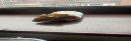 Hamster rodents for sale: Syrian hamster free to a good home  - Advert 19