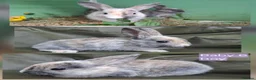 Mixed Breed rabbits for sale: Baby rabbits - Advert 9
