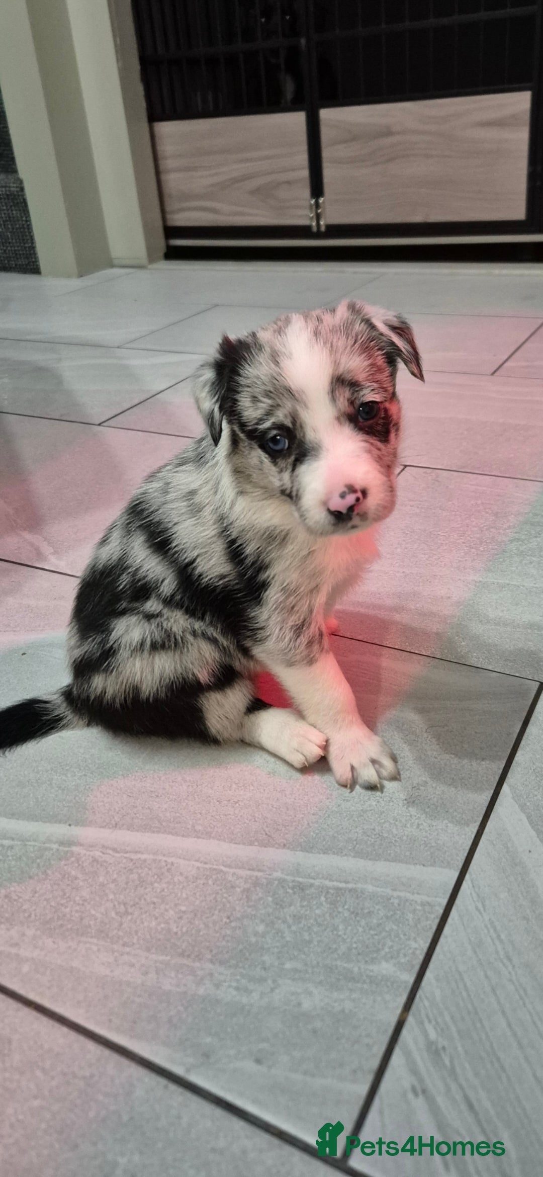 Border Collie dogs for sale: Border collie blue merle puppies  - Advert 3