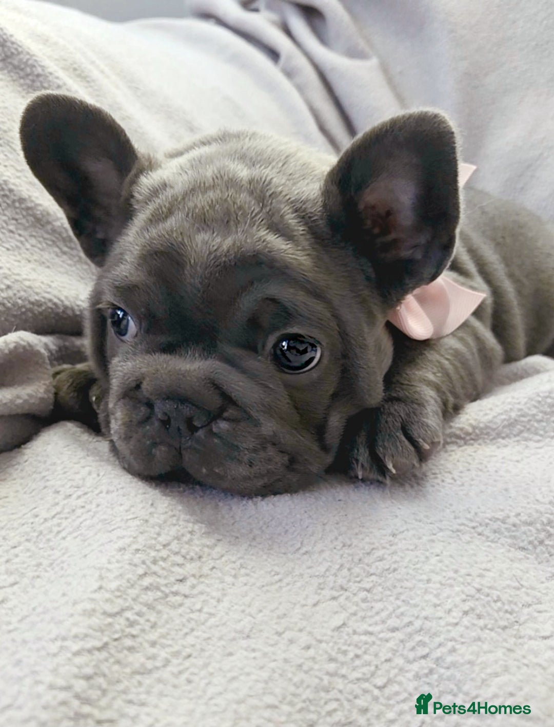 French Bulldog dogs for sale: 💖registered champion bloodline french bulldogs💖 - Image 24