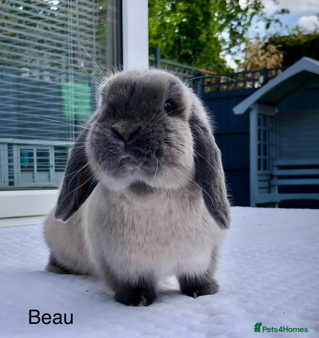 Gallery Image {{count}}