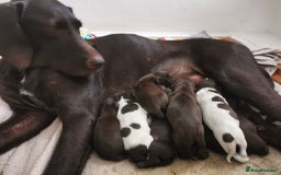 German Wirehaired Pointer dogs for sale: German Wire-haired Pointers of sale - Image 2