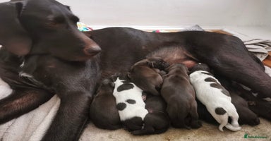 German Wirehaired Pointer dogs - Advert 6