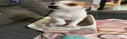 Mixed Breed dogs for sale: URGENT!!! Jack Russel x Pomeranian puppy in Wantage - Advert 4