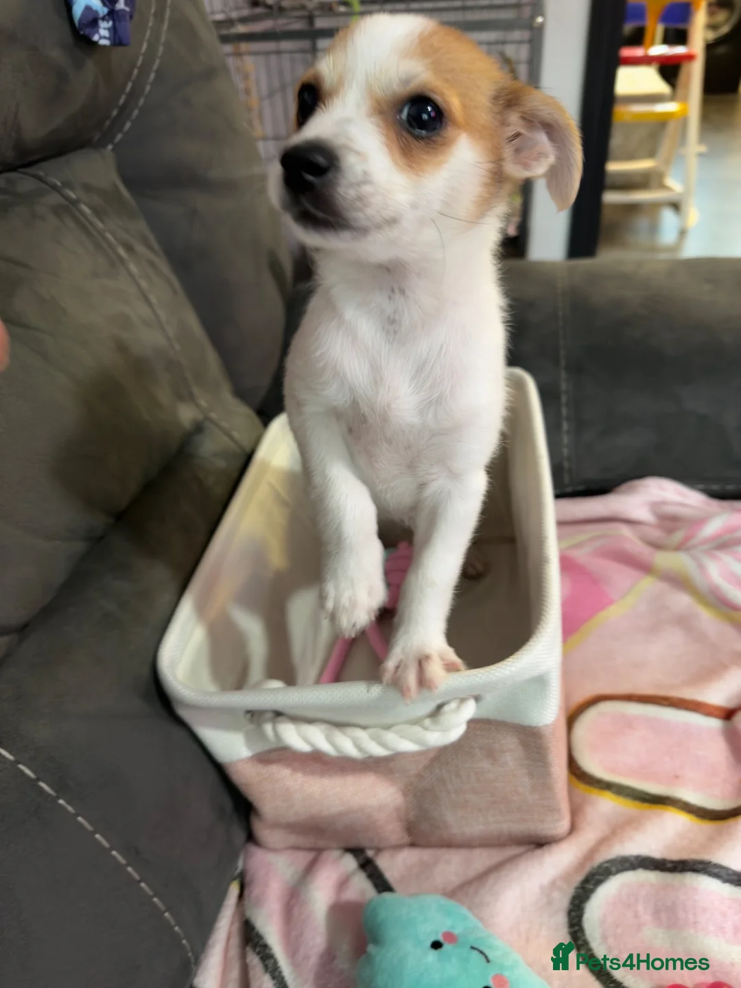 Mixed Breed dogs for sale: URGENT!!! Jack Russel x Pomeranian puppy in Wantage - Advert 4