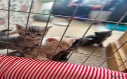 Mixed Breed cats for sale: Beautiful kittens  - Image 2