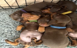 Miniature Dachshund dogs for sale: Miniature dachshund puppies  - Image 33