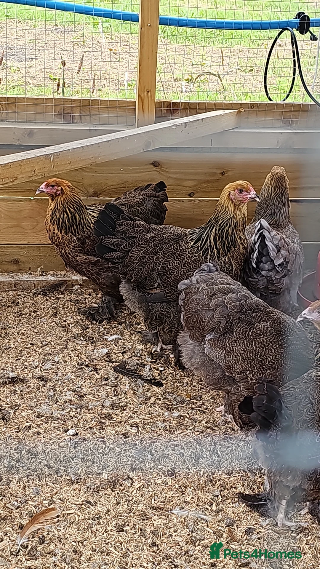 Chickens poultry for sale: Pure breed bantams and large fowl - Advert 8