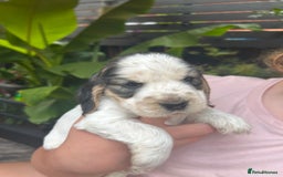 Cocker Spaniel dogs for sale: Cocker spaniel puppies - Image 4