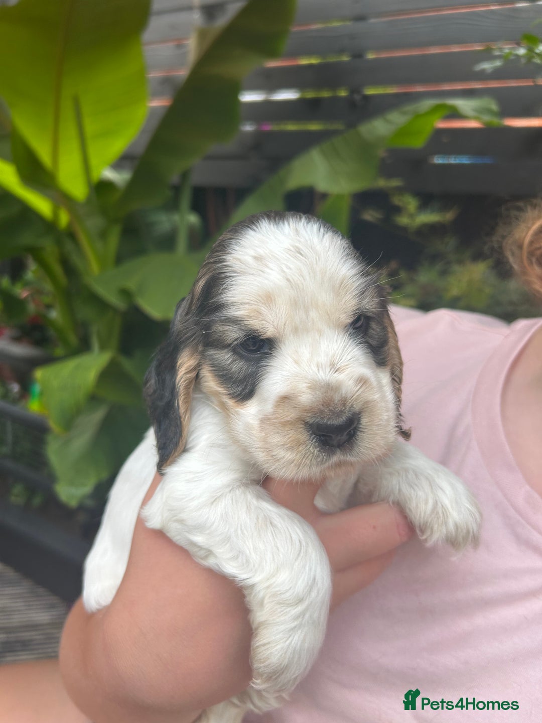 Cocker Spaniel dogs for sale: Cocker spaniel puppies - Image 4