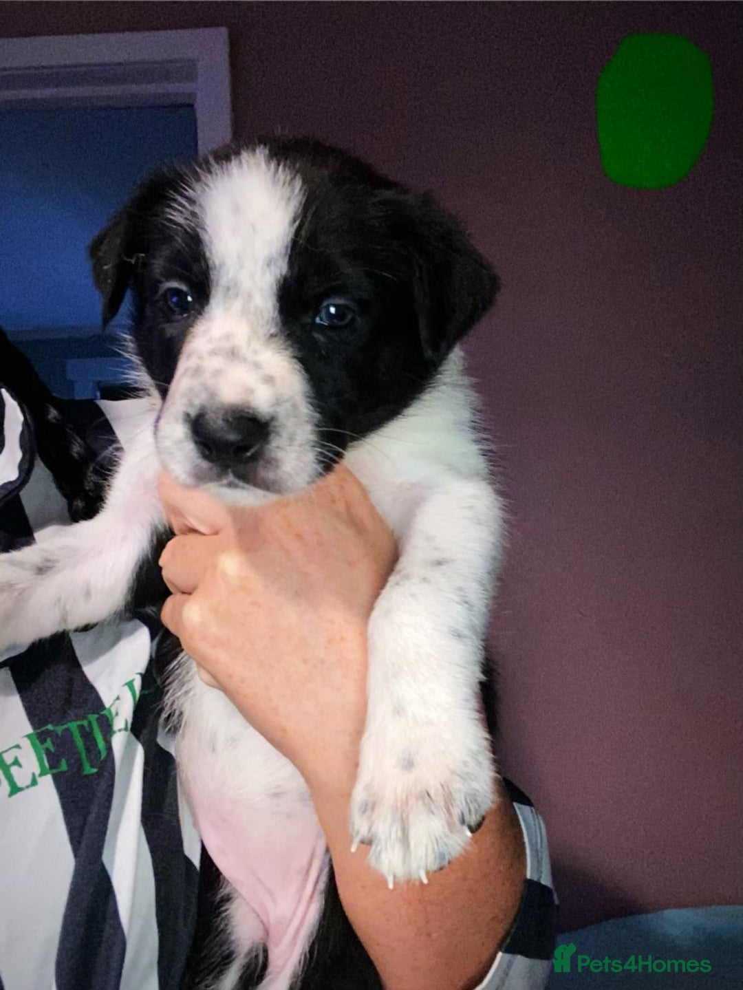 Border Collie dogs for sale: 7 border collie pups - Image 8
