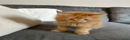 Mixed Breed cats for sale: Beautiful baby ginger kittens  in Yelverton - Advert 4