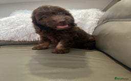 Cockapoo dogs for sale: F1 toy Cockapoo puppies  - Image 5