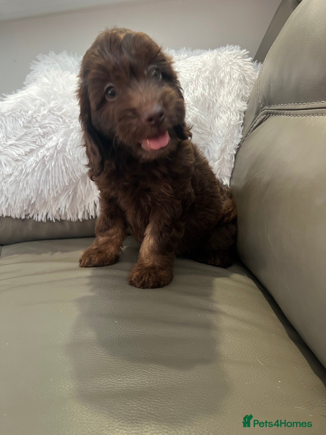Cockapoo dogs for sale: F1 toy Cockapoo puppies  - Image 5