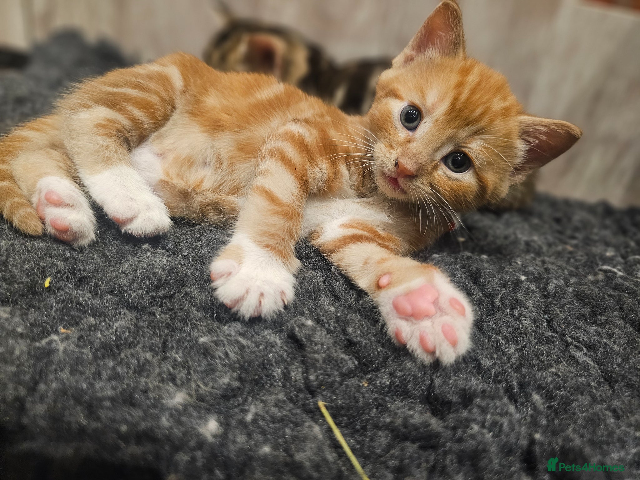 Mixed Breed cats for sale: Stunning Long Haired Kittens, rare colours🐾 💗 - Advert 5