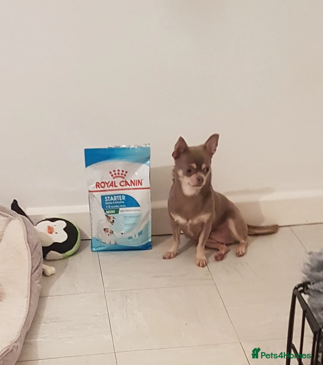 Chihuahua dogs for sale: Smooth coat chihuahua ready now £300 - Advert 3