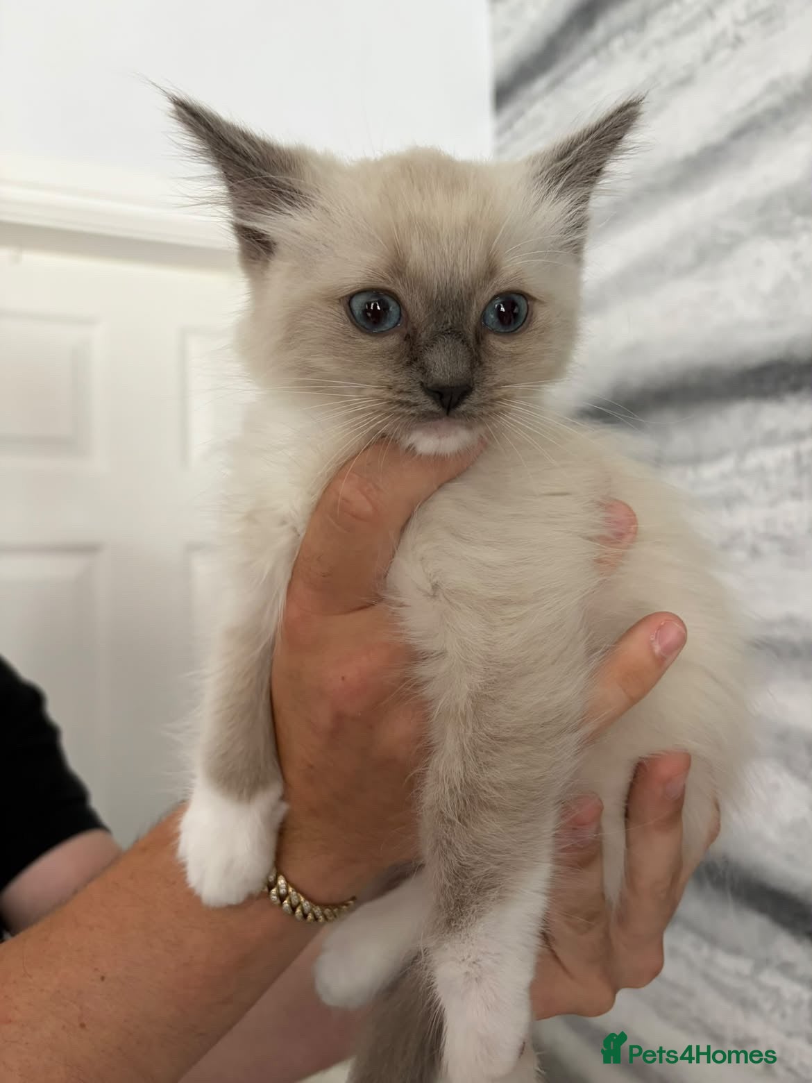 Ragdoll cats GCCF REGISTERED DNA TESTED PARENTS - Advert 12