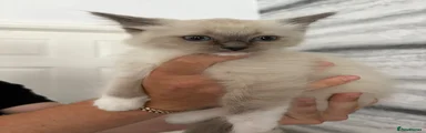 Ragdoll 5