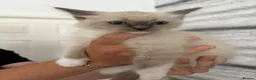 Ragdoll cats for sale: GCCF REGISTERED DNA TESTED PARENTS - Advert 25