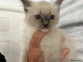 Ragdoll cats GCCF REGISTERED DNA TESTED PARENTS - Advert 12